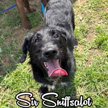 Labrador Retriever and Poodle Dogs Available for Adoption in Hillsboro, Ohio - Sir Sniffsalot | PetCurious