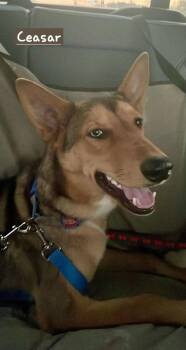 Rescue Siberian Husky Dogs for Adoption in Jay, New York - Ceasar | PetCurious