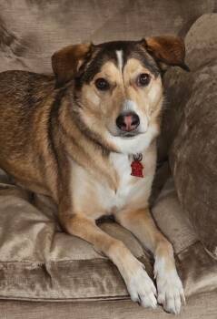 Annie -  Husky and Collie Dog for Adoption in Sudbury, Massachusetts - Annie | PetCurious