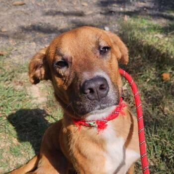 Rescue Mixed Breed Dogs for Adoption in Perryville, Arkansas - Abel | PetCurious