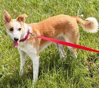 Terrier and Carolina Dog Dogs Available for Adoption in Christiansburg, Virginia - Roo | PetCurious