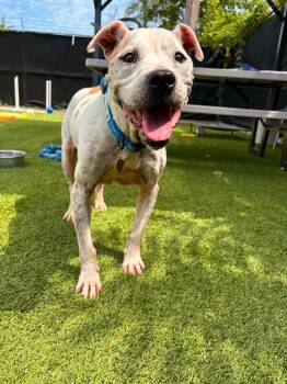 Geisha -  Mixed Breed Dog for Adoption in Detroit, Michigan - Geisha | PetCurious