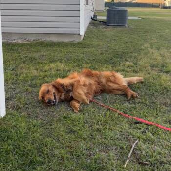 Retriever Dogs Available for Adoption in Savannah, Georgia - Parker James | PetCurious