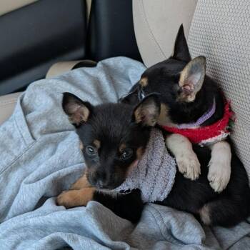 Corgi and Australian Cattle Dog Blue Heeler Dogs Available for Adoption - Ruby The Corgi/Heeler Puppy! | PetCurious