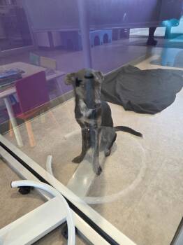 Rescue Mixed Breed Dogs for Adoption in Bossier City, Louisiana - Walker | PetCurious