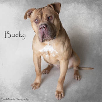 Rescue Pit Bull Terrier and Mixed Breed Dogs for Adoption in Ruidoso, New Mexico - Bucky | PetCurious