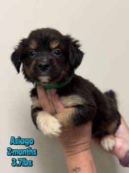 ASIAGO -  Mixed Breed Dog for Adoption in Holbrook, New York - ASIAGO | PetCurious