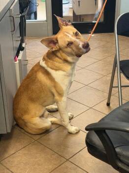 Dobby -  Mixed Breed Dog for Adoption in Marion, Ohio - Dobby | PetCurious
