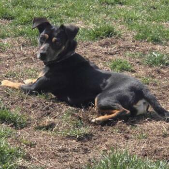 Mixed Breed Dogs Available for Adoption - Euphoria | PetCurious