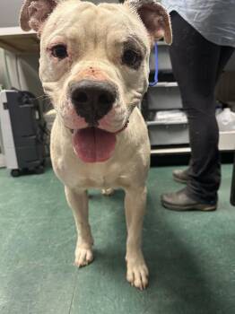 Georgie -  Mixed Breed Dog for Adoption in Lake City, Arkansas - Georgie | PetCurious