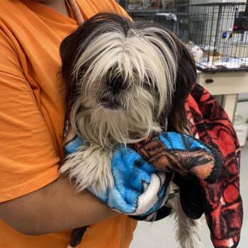 WAGS-Stray-22593 -  Shih Tzu Dog for Adoption in Westminster, California - WAGS-Stray-22593 | PetCurious