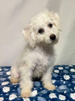 Chaos -  Cavachon Dog for Adoption in New Stanton, Pennsylvania - Chaos | PetCurious