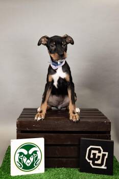 643-26 -  Terrier Dog for Adoption in Brighton, Colorado - 643-26 | PetCurious