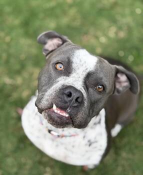American Staffordshire Terrier Dogs Available for Adoption - Bella  | PetCurious