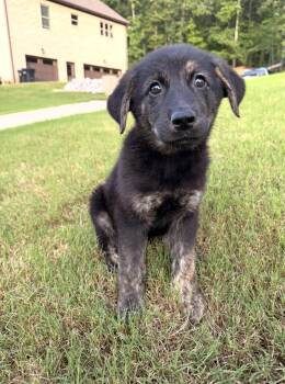 Benjamin -  Golden Retriever and German Shepherd Dog Dog Available for Adoption in Indian Springs Village, Alabama - Benjamin | PetCurious