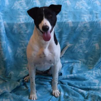 Skye -  Border Collie and Pointer Dog for Adoption in Eureka, California - Skye | PetCurious