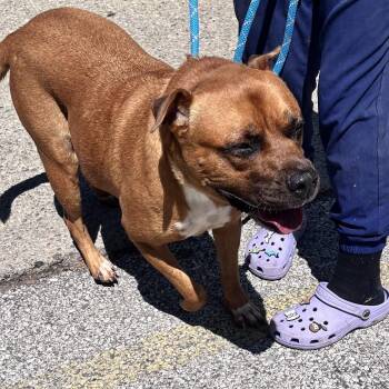 Jojo -  Mixed Breed Dog for Adoption in Charleston, West Virginia - Jojo | PetCurious