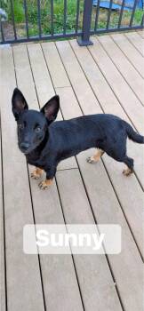 Sunny -  Corgi Dog for Adoption in Lexington, Kentucky - Sunny | PetCurious
