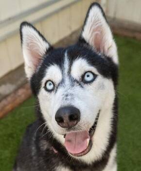 Buffy -  Husky Dog for Adoption in Encinitas, California - Buffy | PetCurious