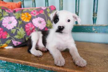 West Highland White Terrier Westie and Schnauzer Dogs Available for Adoption - Stella Artois | PetCurious