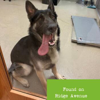 Rex -  German Shepherd Dog Dog for Adoption in Lynchburg, Virginia - Rex | PetCurious