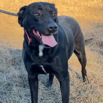 Black Labrador Retriever Dogs Available for Adoption in Enterprise, Alabama - Ivy | PetCurious