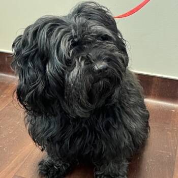 Rescue Shih Tzu and Mixed Breed Dogs for Adoption in Elk Grove Village, Illinois - Ebony | PetCurious
