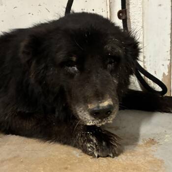 Chiquito -  Shepherd Dog for Adoption in Edinburg, Texas - Chiquito | PetCurious