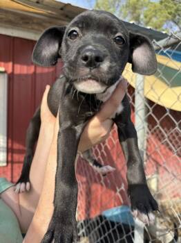 Rescue Mixed Breed Dogs for Adoption in Troy, Alabama - Ghirardelli | PetCurious