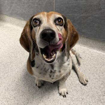 Beagle Dogs Available for Adoption in Cooperstown, New York - Elvis | PetCurious