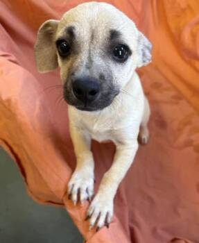 Rescue Chiweenie Dogs for Adoption in Lafayette, California - Fergus | PetCurious