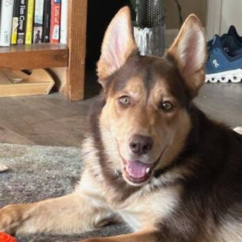 Husky and Australian Shepherd Dogs Available for Adoption - Bear | PetCurious