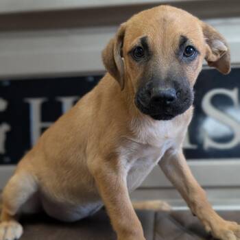 Gretel -  Black Mouth Cur and Mixed Breed Dog for Adoption in Buchanan Dam, Texas - Gretel | PetCurious