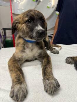 Elaine -  Mixed Breed Dog for Adoption in Missoula, Montana - Elaine | PetCurious