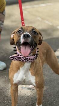Daphne -  Boxer and American Staffordshire Terrier Dog for Adoption - Daphne | PetCurious
