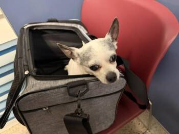 Chihuahua and Mixed Breed Dogs Available for Adoption in Doral, Florida - TIKI | PetCurious
