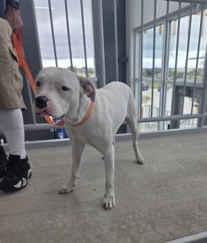 Rescue Terrier and Mixed Breed Dogs for Adoption in Fort Worth, Texas - 59689326 | PetCurious