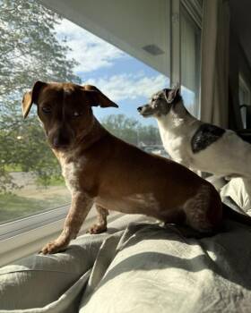 Dachshund Dogs Available for Adoption in South Bend, Indiana - Vienna | PetCurious