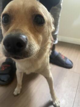 Chihuahua Dogs Available for Adoption in San Diego, California - Bear | PetCurious