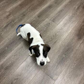 Ashton -  Terrier and Dachshund Dog for Adoption in Sunrise, Florida - Ashton | PetCurious