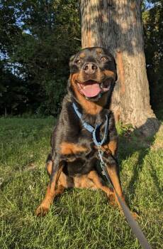 Ruby Roo -  Rottweiler Dog for Adoption in Omaha, Nebraska - Ruby Roo | PetCurious