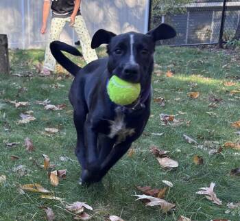 Skunky Success - Local pup -  Australian Cattle Dog Blue Heeler and Black Labrador Retriever Dog for Adoption in Andover, Massachusetts - Skunky Success - Local Pup | PetCurious