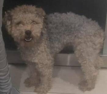 Rescue Yorkshire Terrier and Poodle Dogs for Adoption in Annapolis, Maryland - Maj | PetCurious