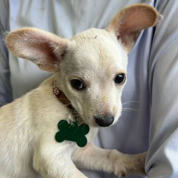 Scrabble -  Chihuahua and Mixed Breed Dog for Adoption in Boerne, Texas - Scrabble | PetCurious