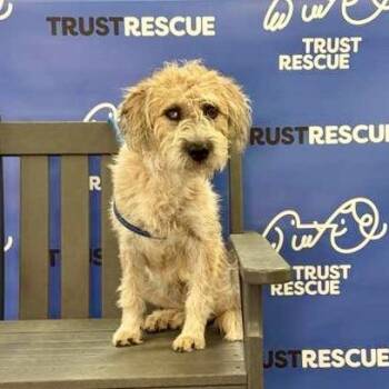BECKY -  Schnauzer Dog for Adoption in Waterford, New Jersey - BECKY | PetCurious