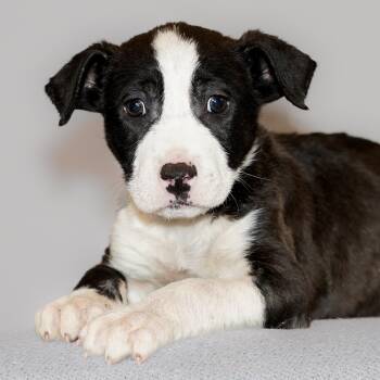 Black Mouth Cur Dogs Available for Adoption - BISCUIT  | PetCurious