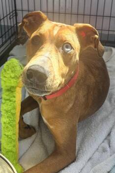 Lefty -  Catahoula Leopard Dog Dog for Adoption in Salem, New Hampshire - Lefty | PetCurious