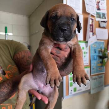 Mixed Breed Dogs Available for Adoption in Denison, Texas - Lilly | PetCurious