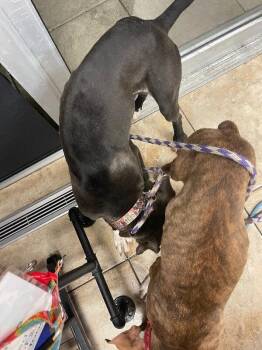 Goothüre -  Mixed Breed Dog for Adoption in Cincinnati, Ohio - Goothüre | PetCurious