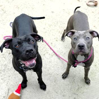 Pit Bull Terrier Dogs Available for Adoption in Michigan City, Indiana - Thelma | PetCurious